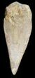 Spinosaurus Toe Claw - Kem Kem Beds #42873-1